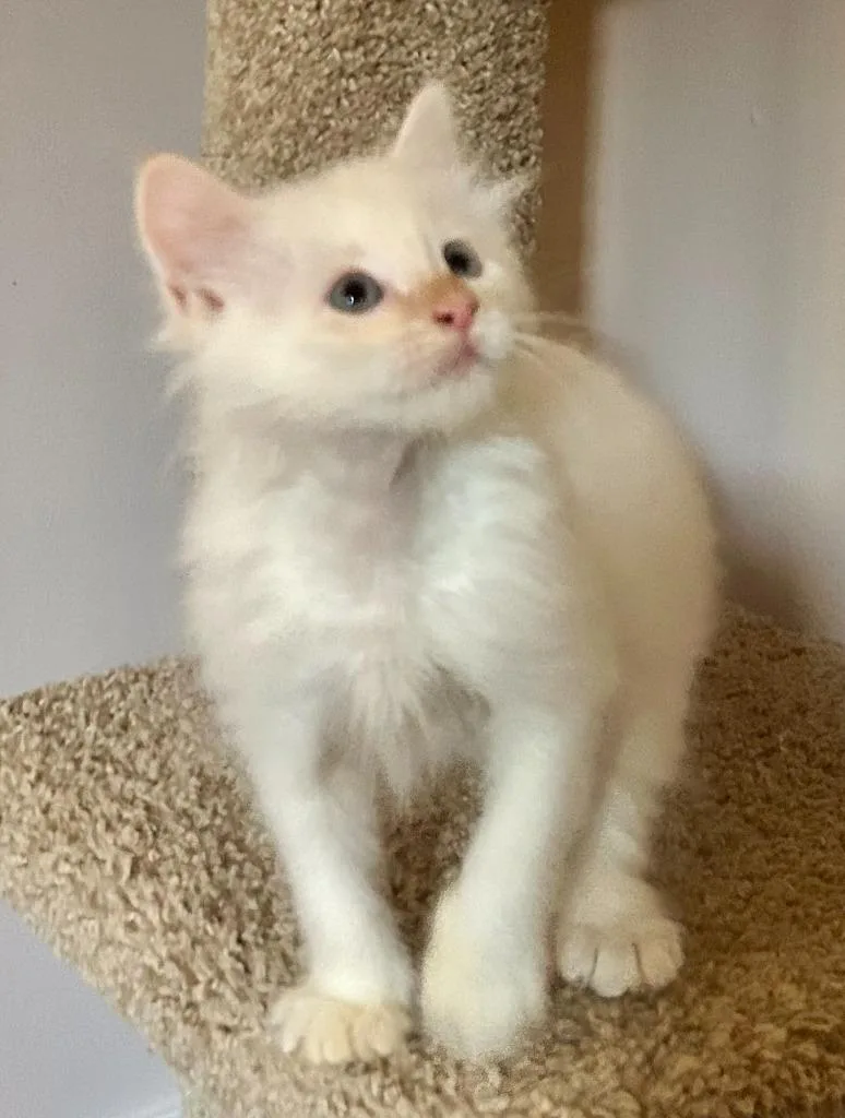 A baby medium-sized male Domestic Short Hair cat named Rowan for adoption in Hoover , AL