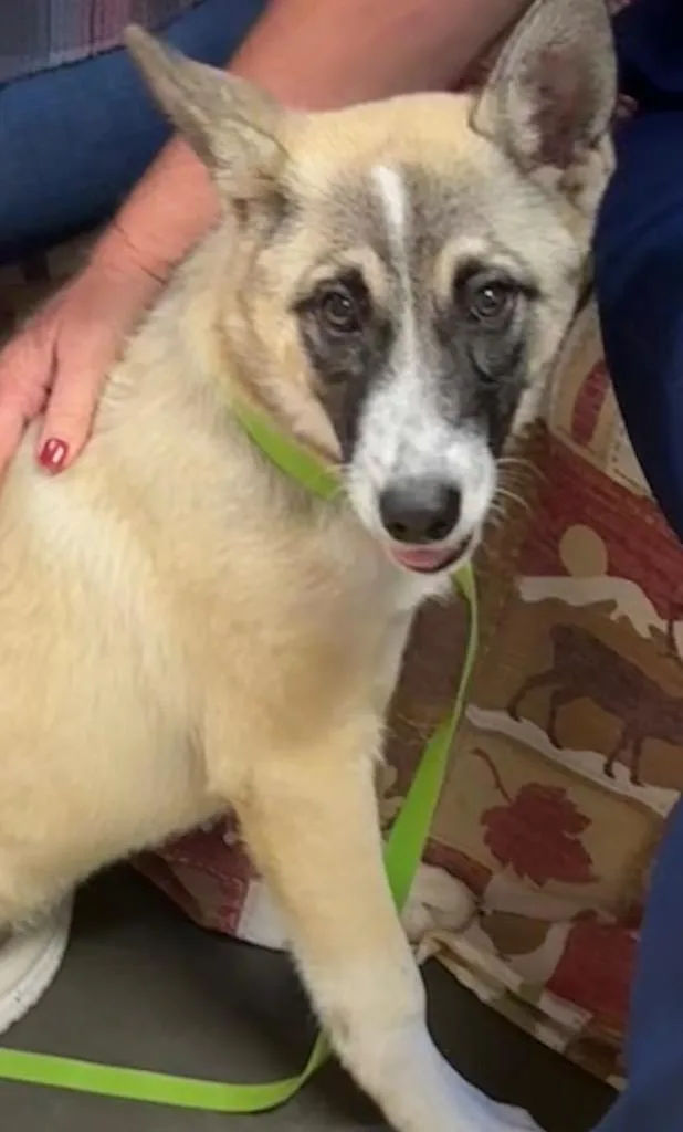A baby small-sized female German Shepherd Dog dog named Athena for adoption in Elizabethton, TN