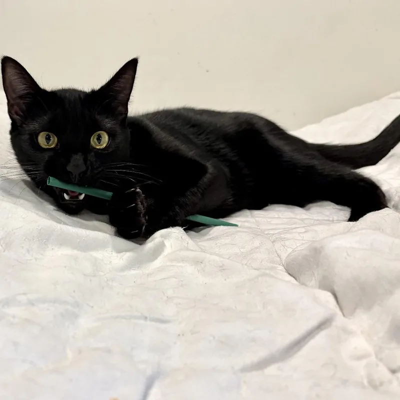 A young medium-sized male Black Domestic Short Hair cat named Charlie Day for adoption in Springfield, OR