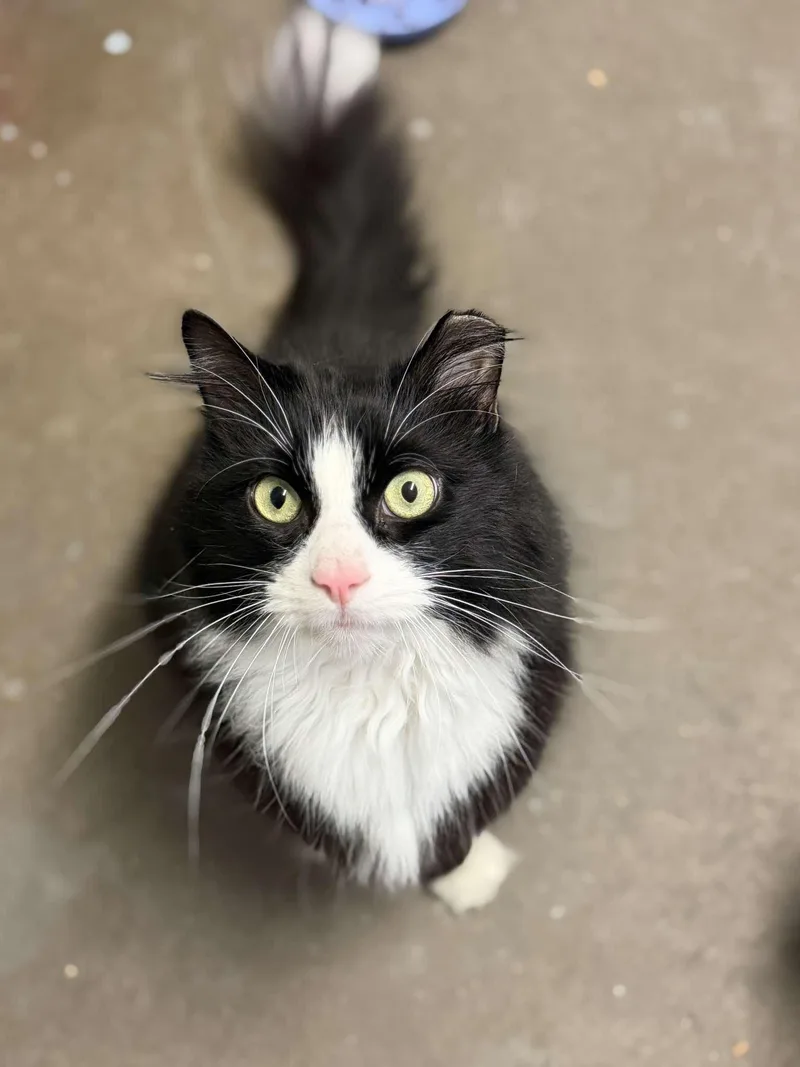 An adult large-sized male Black & White / Tuxedo Domestic Long Hair cat named Fat Boy for adoption in Pottsville, PA