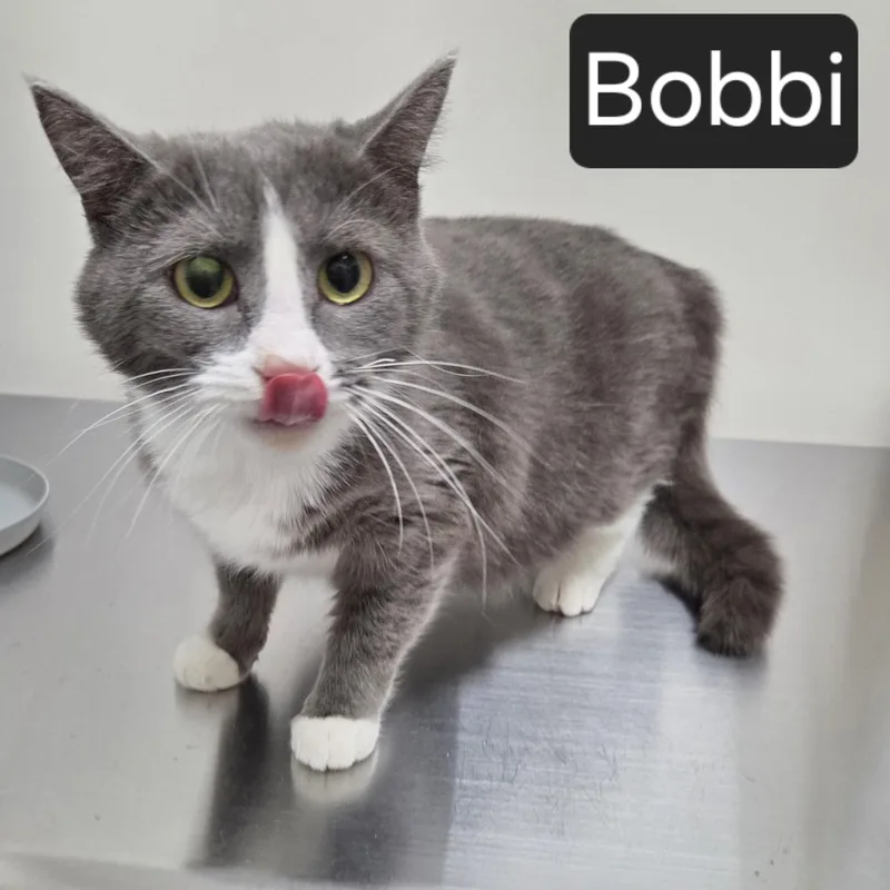 A young medium-sized female Domestic Short Hair cat named Bobbi for adoption in SNOW HILL, NC