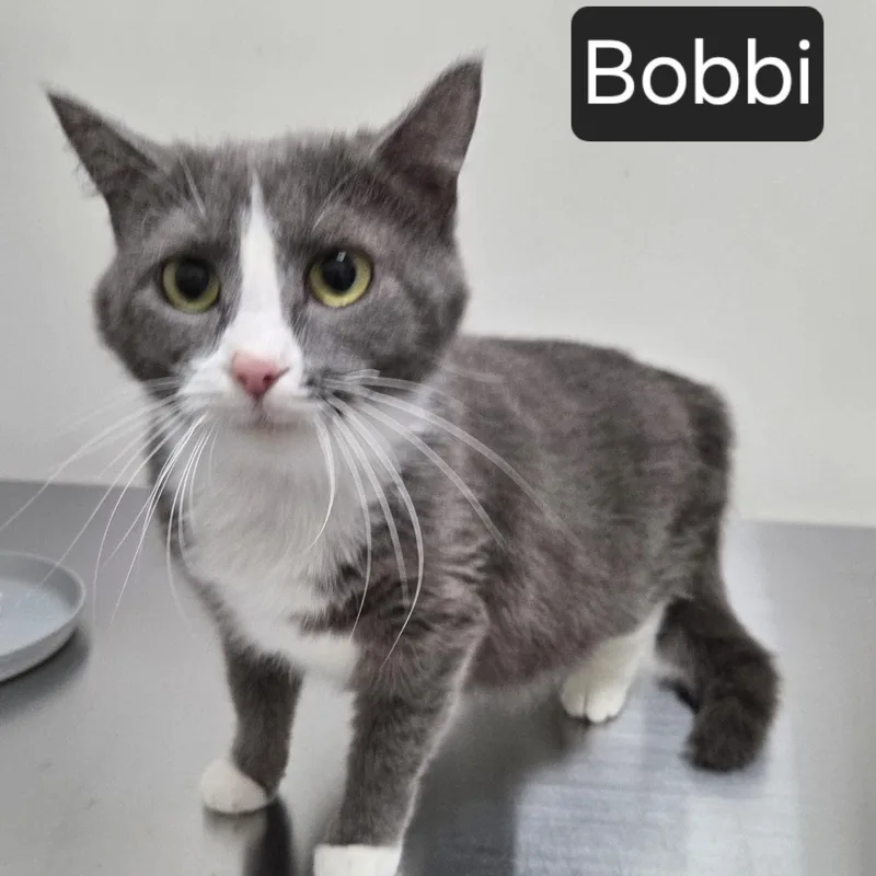 Bobbi thumbnail 2