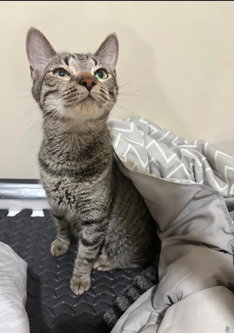 An adult medium-sized female Domestic Short Hair cat named Mulan for adoption in Harrisburg, PA