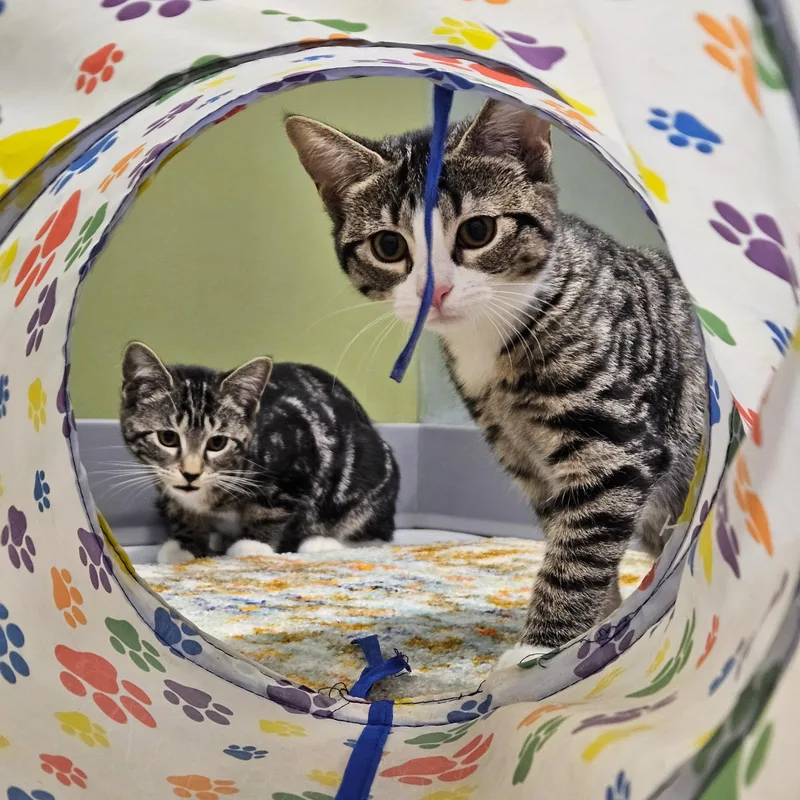 A baby small-sized female Tabby (Gray / Blue / Silver) Domestic Short Hair cat named Sailor for adoption in Endicott, NY