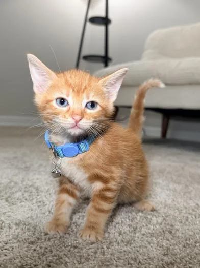Tigger thumbnail 6