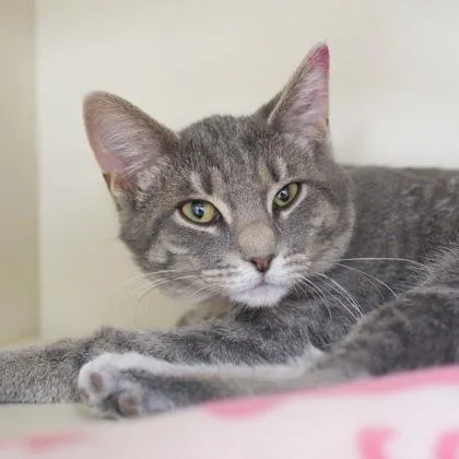 A baby small-sized female Domestic Short Hair cat named Dolly for adoption in Verona, WI