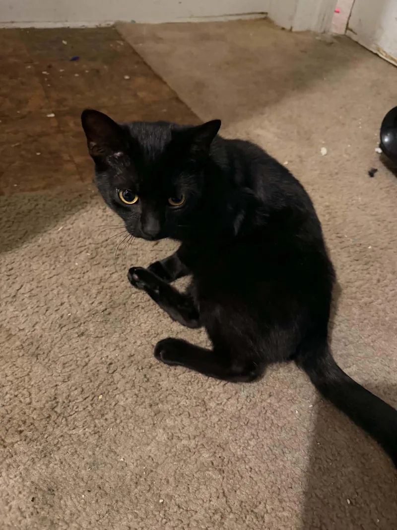 A young medium-sized male Black Domestic Short Hair cat named Midnight for adoption in Parma, OH
