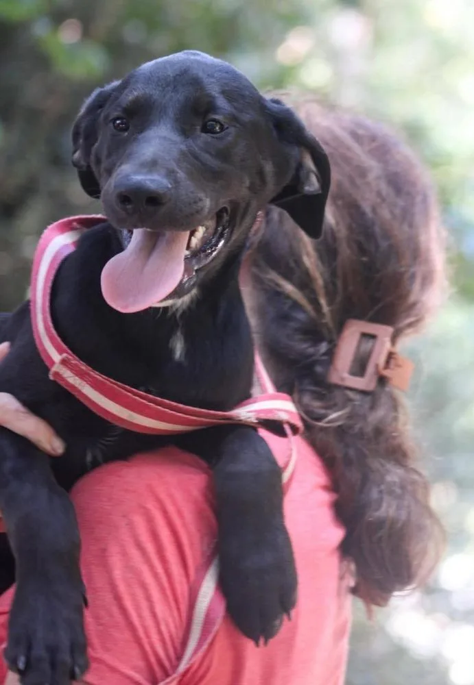 A baby medium-sized male Tricolor (Brown, Black, & White) Mixed Breed dog named Samar for adoption in Groveland, MA