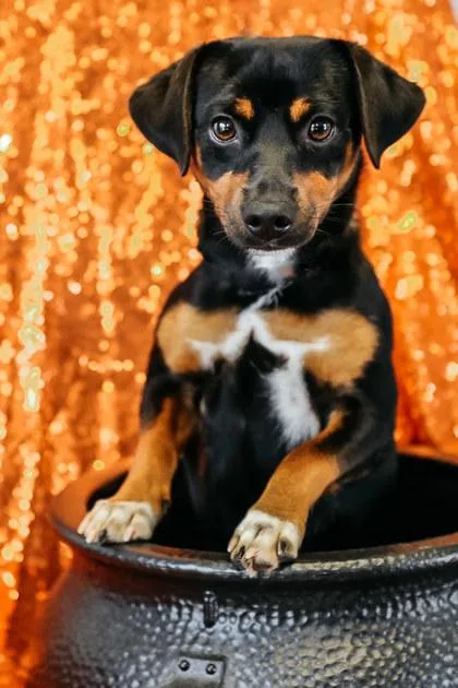 A young small-sized male Dachshund dog named Jack for adoption in Dothan, AL