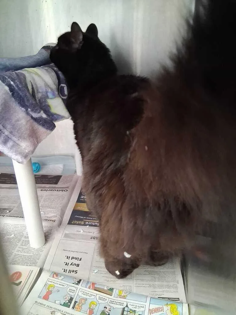 An adult large-sized male Domestic Short Hair cat named Mink for adoption in Cincinnati, OH