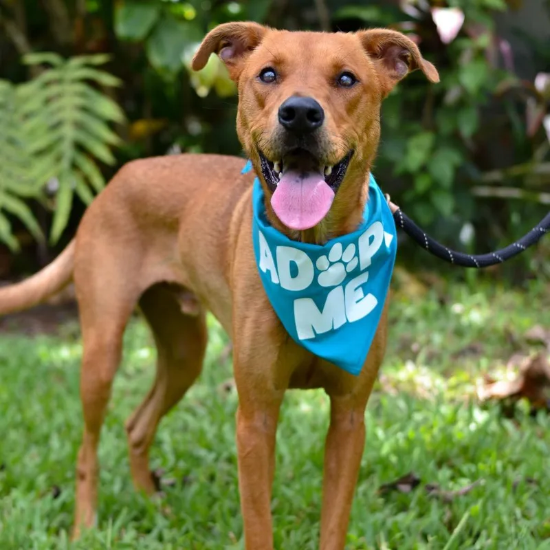 An adult medium-sized male Red / Chestnut / Orange Mixed Breed dog named Copper for adoption in Kailua Kona, HI