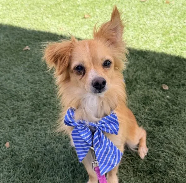 An adult small-sized male Chihuahua dog named Cashew for adoption in Walnut Creek, CA