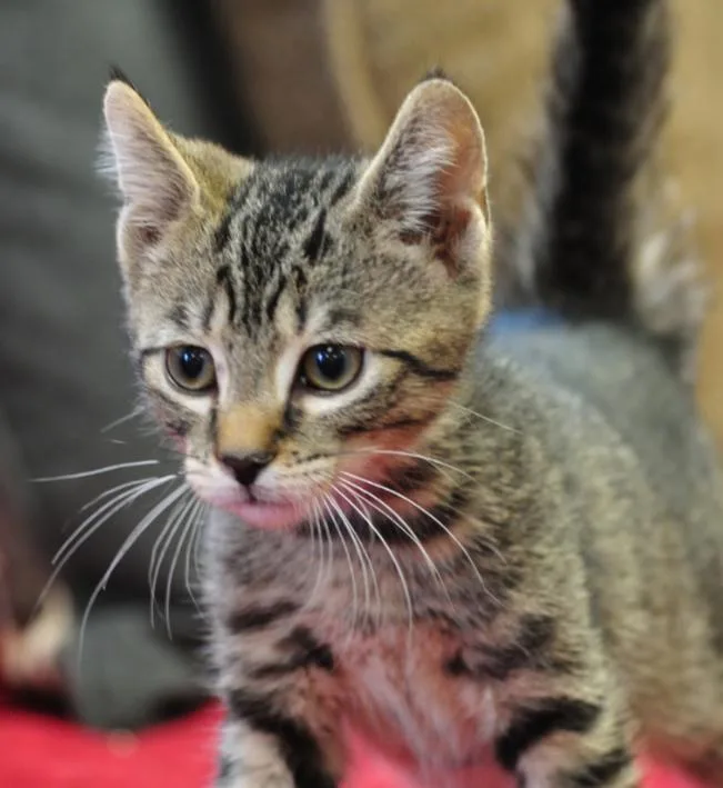 A baby small-sized male Domestic Short Hair cat named Aruba for adoption in Indiana, PA