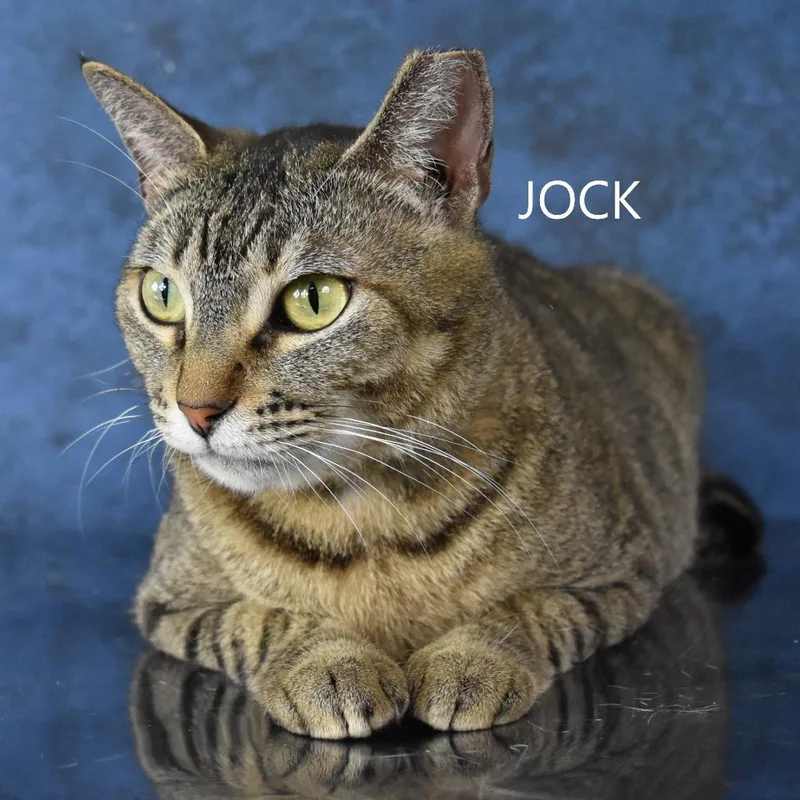 An adult large-sized male Brown / Chocolate Domestic Short Hair cat named Jock for adoption in Yuma, AZ