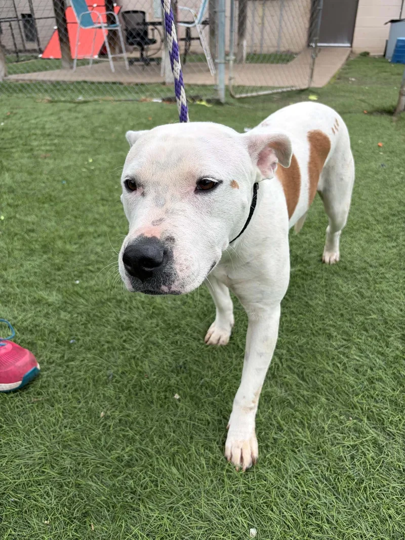 An adult medium-sized female Brown / Chocolate Pit Bull Terrier dog named Thelma for adoption in Lenexa, KS