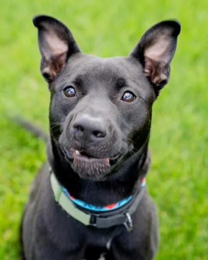 A baby medium-sized male Pit Bull Terrier dog named Nox for adoption in Pequot Lakes, MN