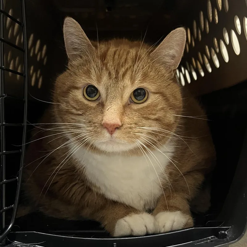 A senior extra large-sized male Orange / Red Domestic Short Hair cat named Josh for adoption in Fairport, NY