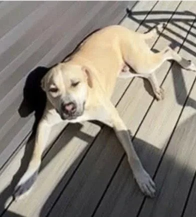 An adult medium-sized male Pit Bull Terrier dog named Gruner for adoption in Germantown, OH