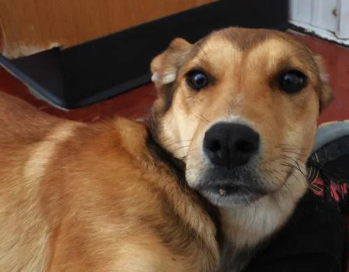 A young large-sized female Shepherd dog named Nyxie for adoption in Thief River Falls, MN