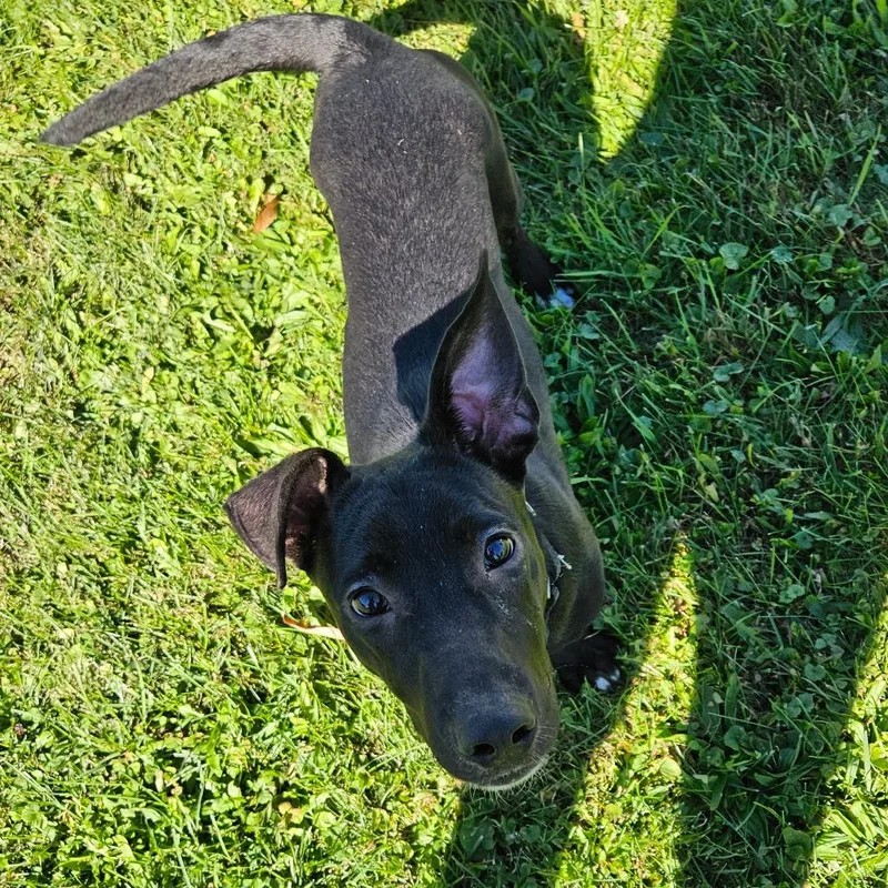 A young medium-sized male Mixed Breed dog named Weenie for adoption in Oneonta, NY