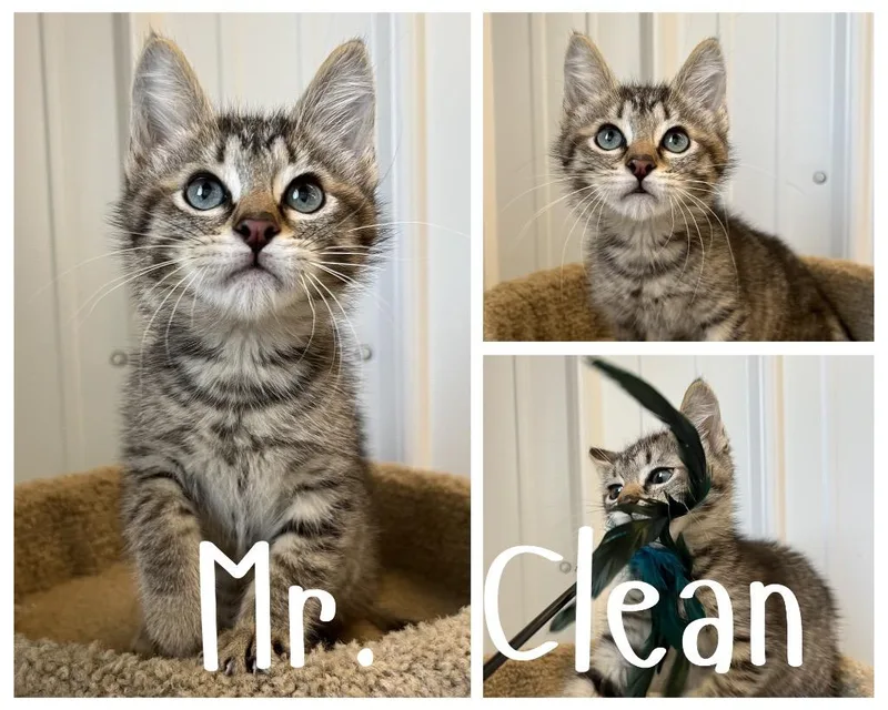 A baby small-sized male Domestic Short Hair cat named Mr. Clean for adoption in Pierceton, IN