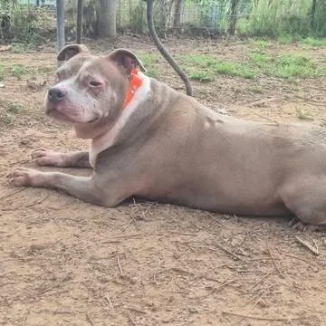An adult large-sized female Pit Bull Terrier dog named Melody for adoption in Dover, AR