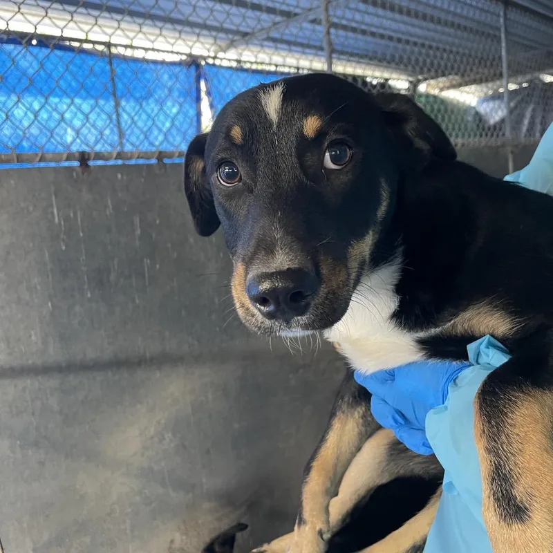 Fleetwood thumbnail 2