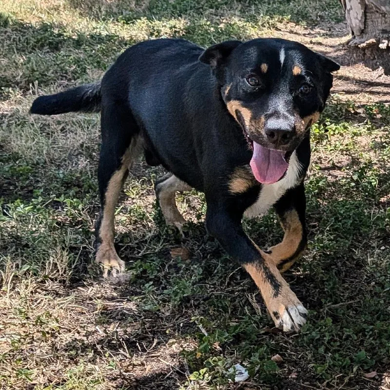 Fleetwood thumbnail 5