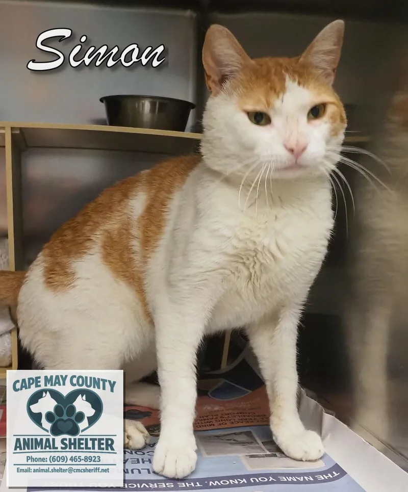 A young medium-sized male Domestic Short Hair cat named Simon for adoption in Cape May Court House, NJ