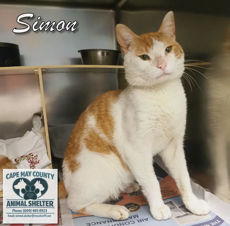 Simon thumbnail 2