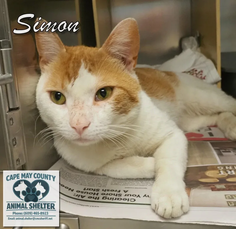 Simon thumbnail 3