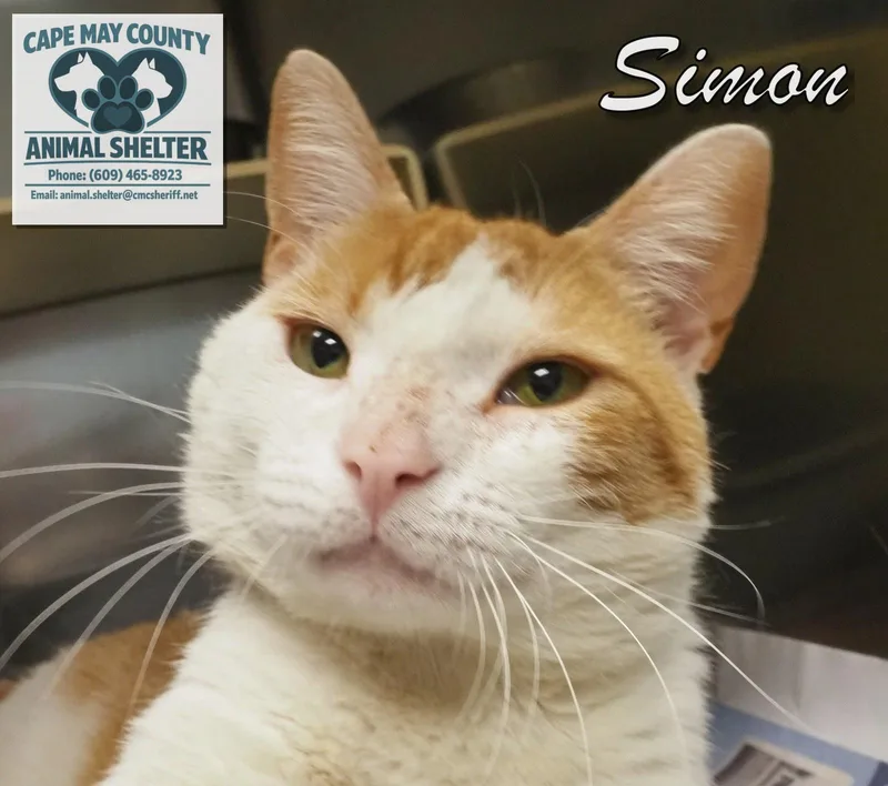 Simon thumbnail 4