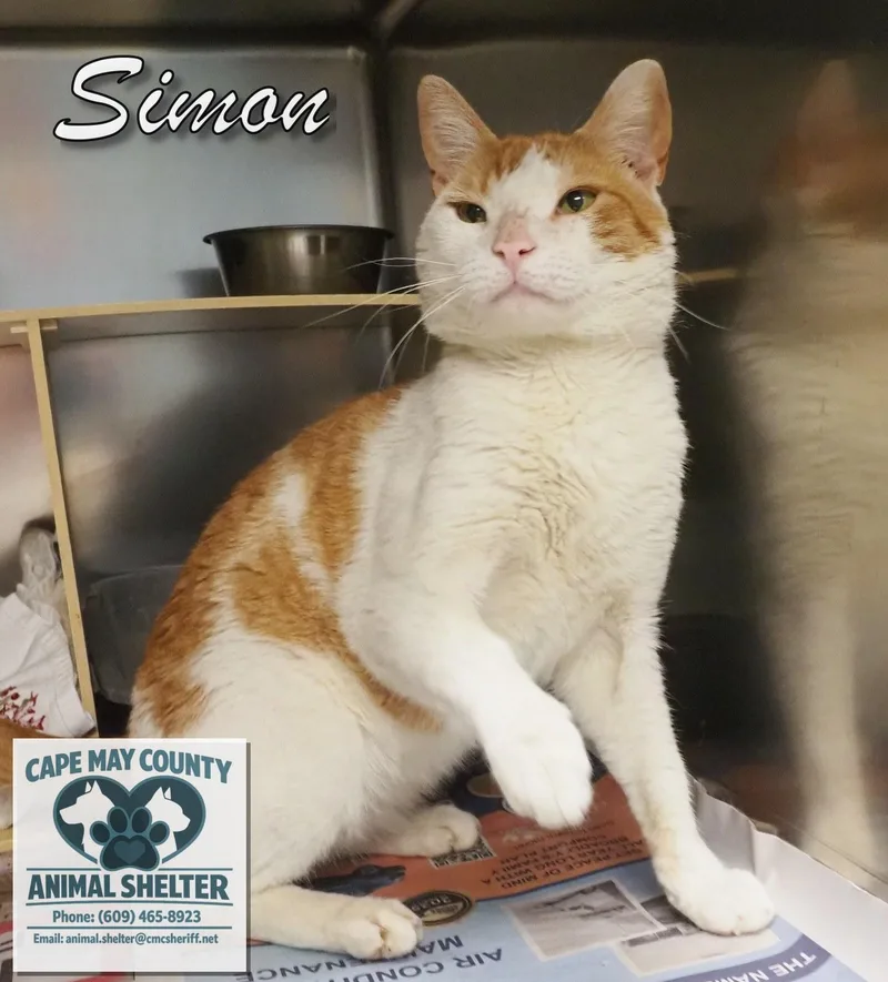 Simon thumbnail 5