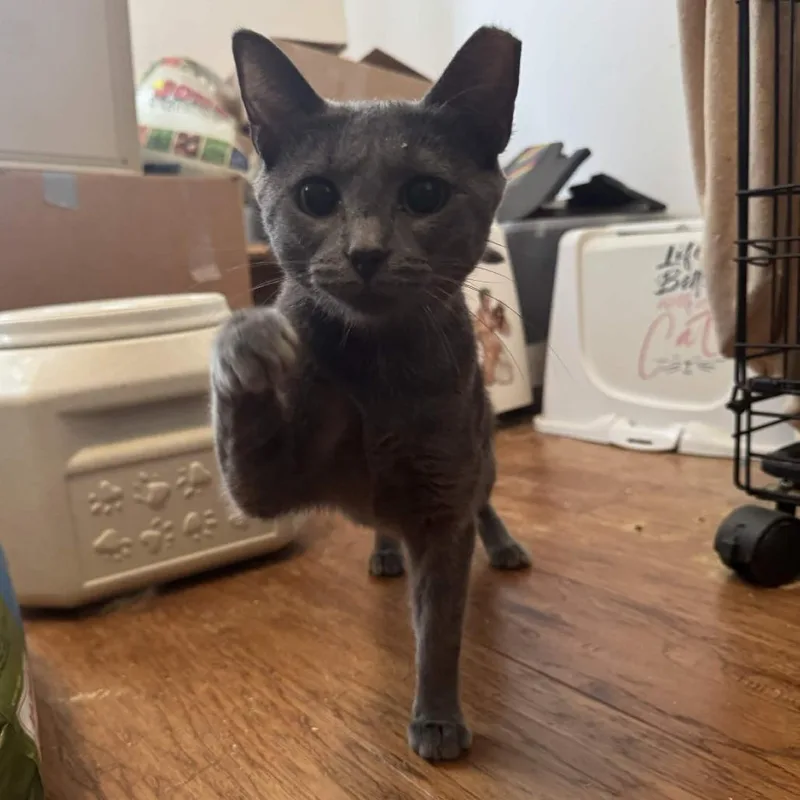 A young medium-sized female Gray / Blue / Silver Domestic Short Hair cat named Eridian for adoption in PITTSBURGH, PA