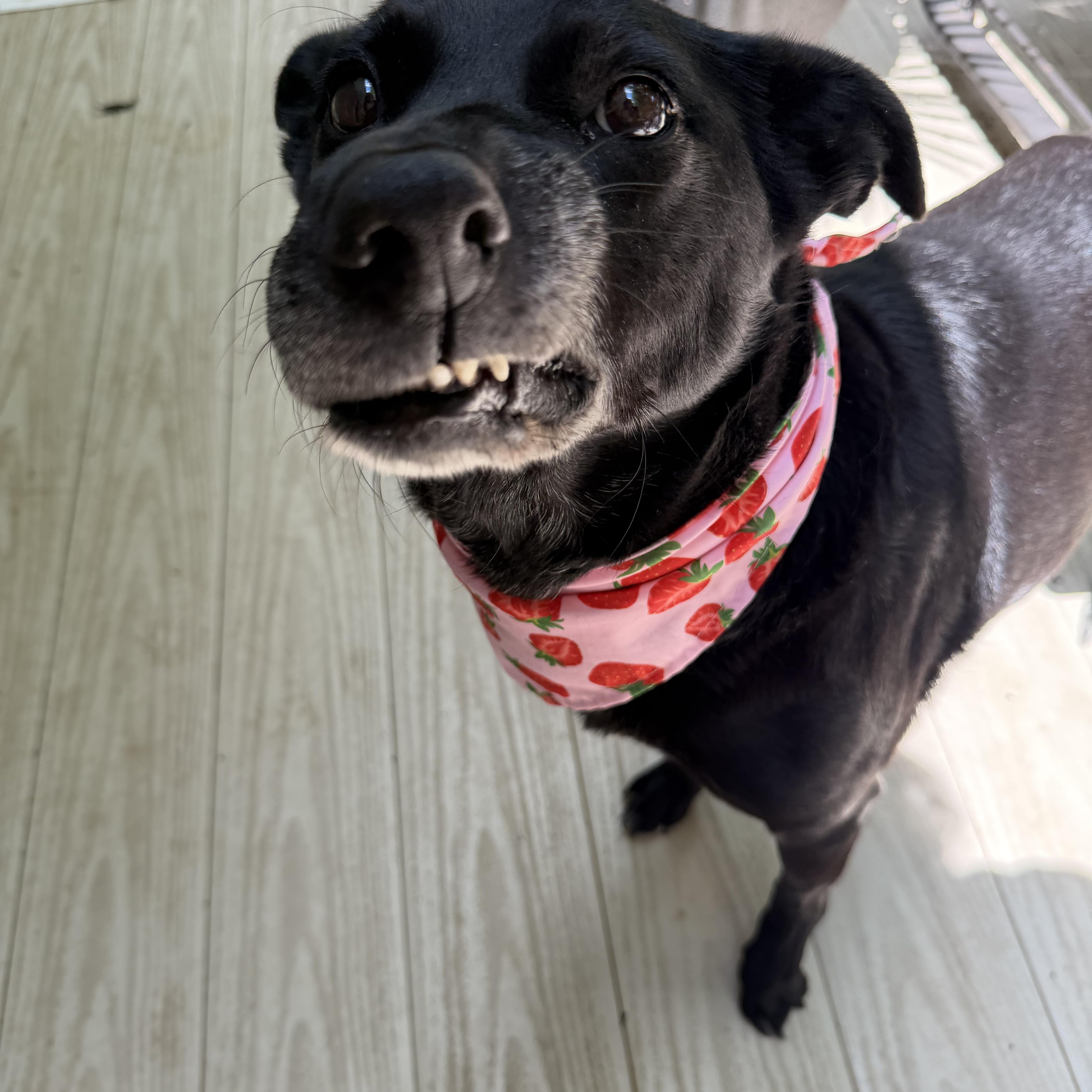 An adult medium-sized female Black Labrador Retriever dog named Violet for adoption in Bettendorf, IA
