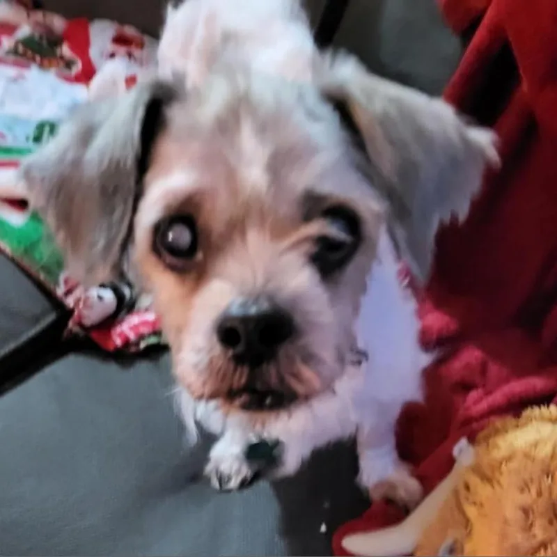 Rosie Cherry thumbnail 3