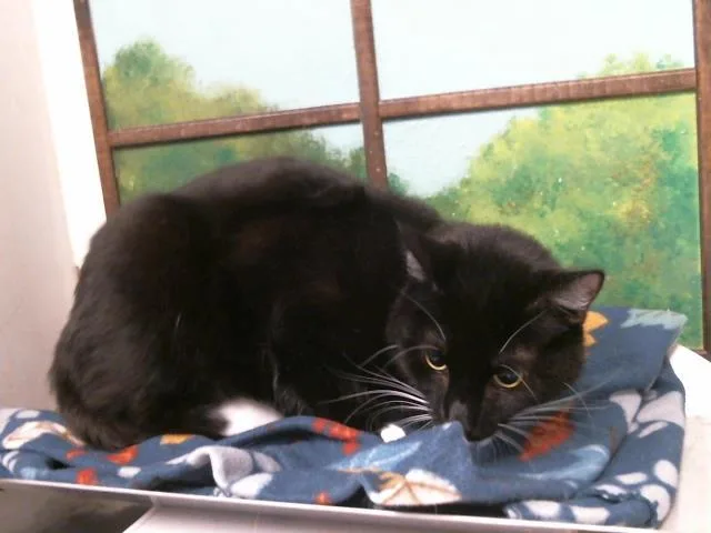A young medium-sized male Domestic Short Hair cat named Domino for adoption in Houston, TX