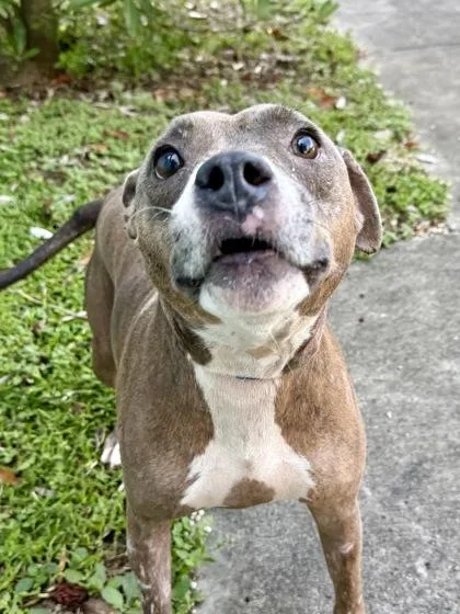 An adult large-sized female Pit Bull Terrier dog named Star for adoption in New Orleans, LA