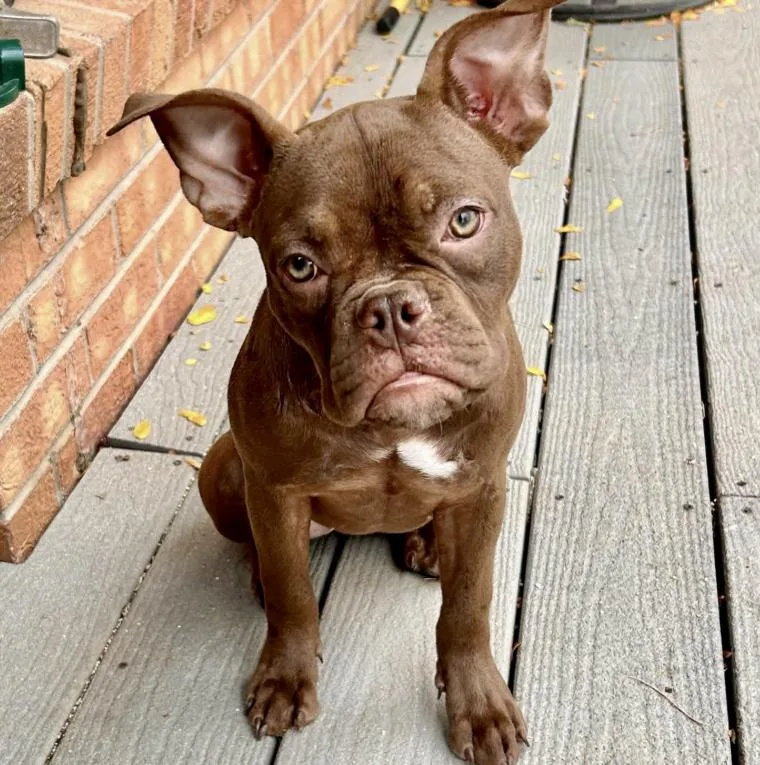 A young medium-sized female Brown / Chocolate French Bulldog dog named Cookie for adoption in Mead, CO