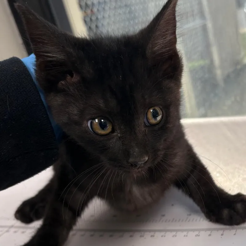 A baby small-sized female Black Domestic Short Hair cat named Demi for adoption in Columbiana, AL