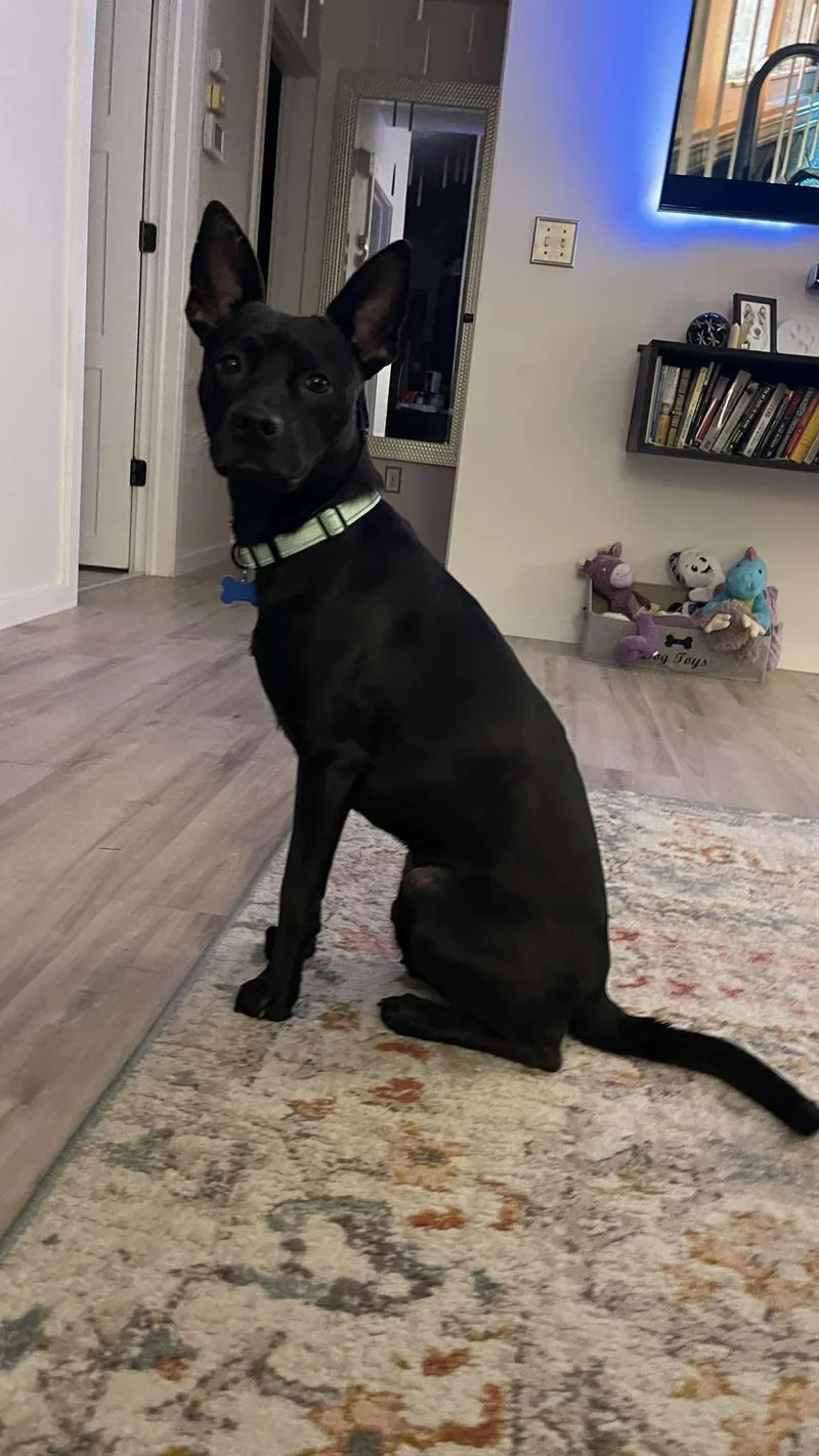 A young medium-sized male Mixed Breed dog named Pepper for adoption in De Pere, WI