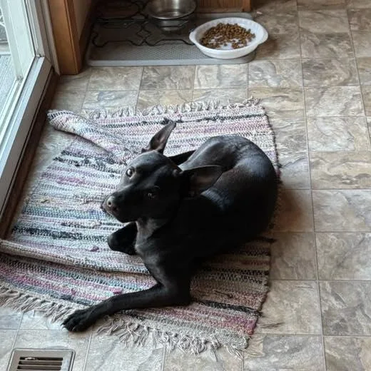 Pepper thumbnail 2