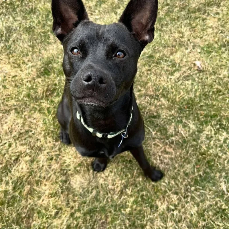 Pepper thumbnail 3