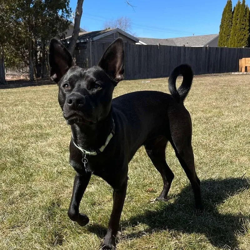 Pepper thumbnail 6