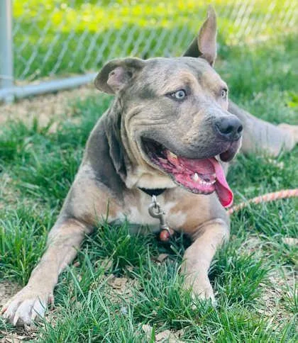 An adult large-sized female Mixed Breed dog named Raven for adoption in West Chester, PA
