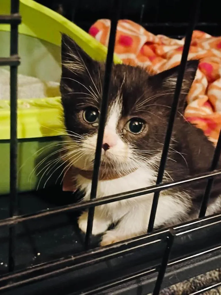 A baby medium-sized male Domestic Short Hair cat named Ringo for adoption in Cloquet, MN
