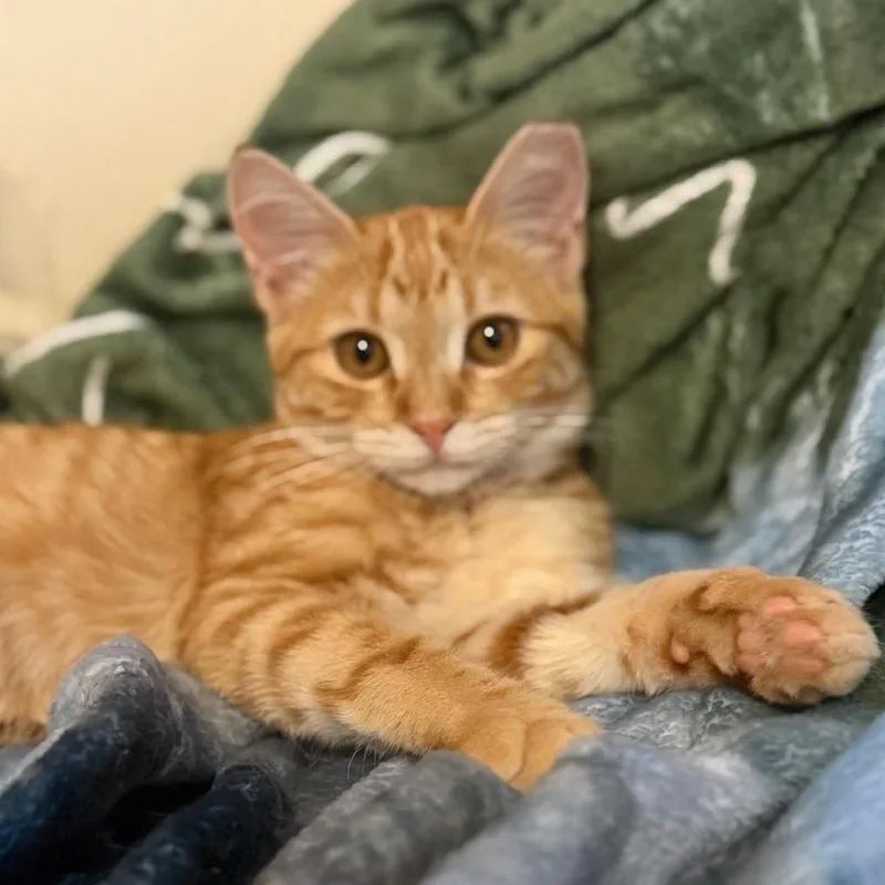A baby small-sized female Orange / Red Domestic Short Hair cat named Sandy for adoption in Long Beach, CA