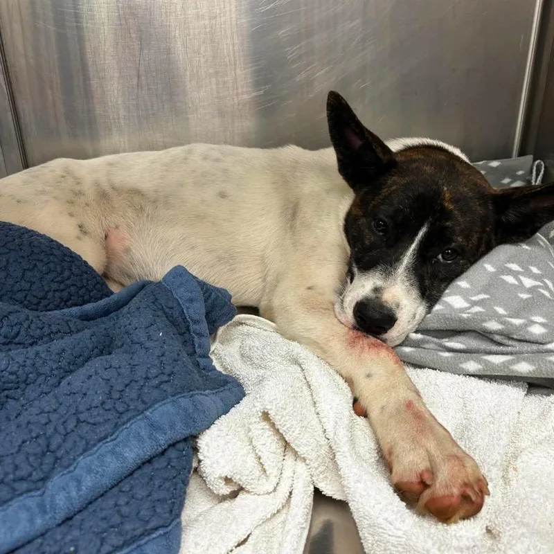 A young medium-sized female White / Cream Cattle Dog dog named Sally for adoption in St. Louis, MO