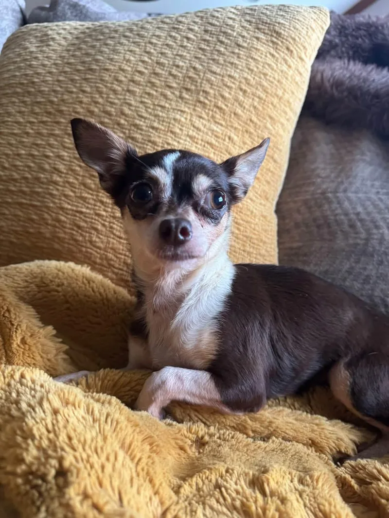 A young small-sized female Chihuahua dog named Lollipop for adoption in North Freedom, WI