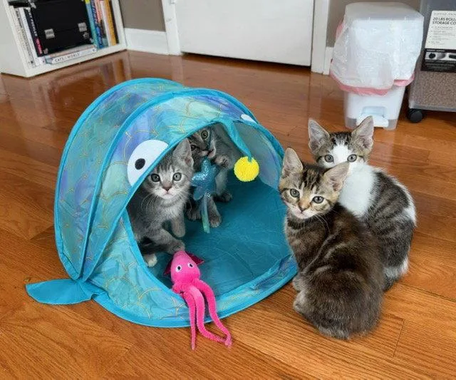 The Under the Sea